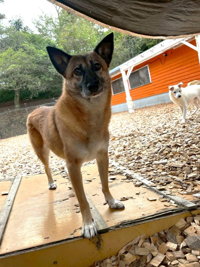 ワンだふるファミリーからの近況報告:2025年12日21日(日曜日) 10 58ffaca62c70ce325e1cf6304bd651b5