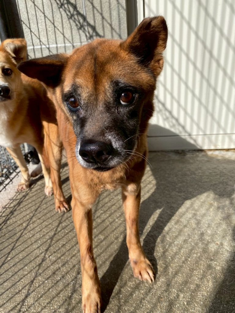 ワンだふるファミリーからの近況報告:2025年12日21日(日曜日) 11 2aeab6a8e299a2b2f9ab402e214119af