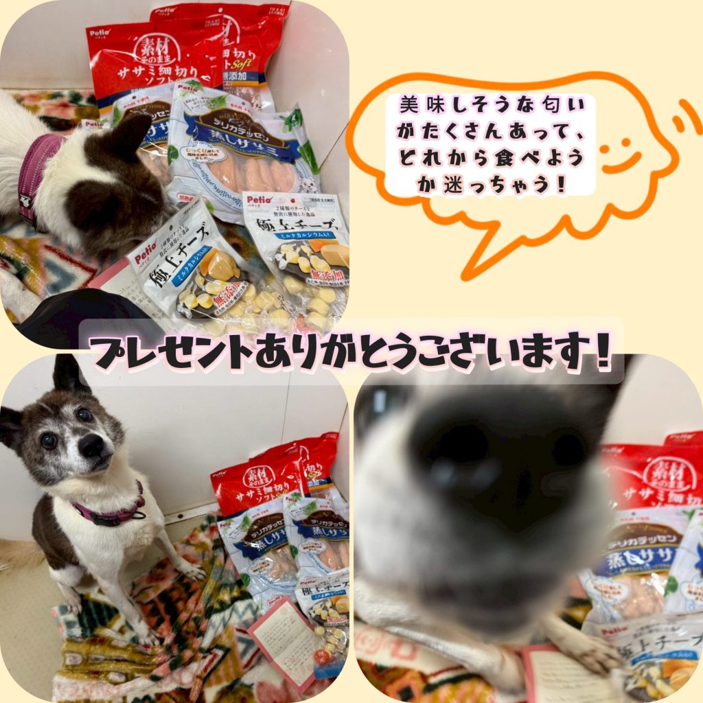 ワンだふるファミリーからの近況報告:2025年12日21日(日曜日) 12 f359235cbb9fe739bbcf8f3b57a5c63b