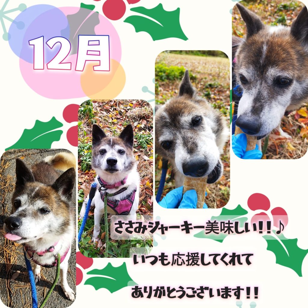 ワンだふるファミリーからの近況報告:2025年12日21日(日曜日) 13 131ab0e9872861686a89662abe2fef49