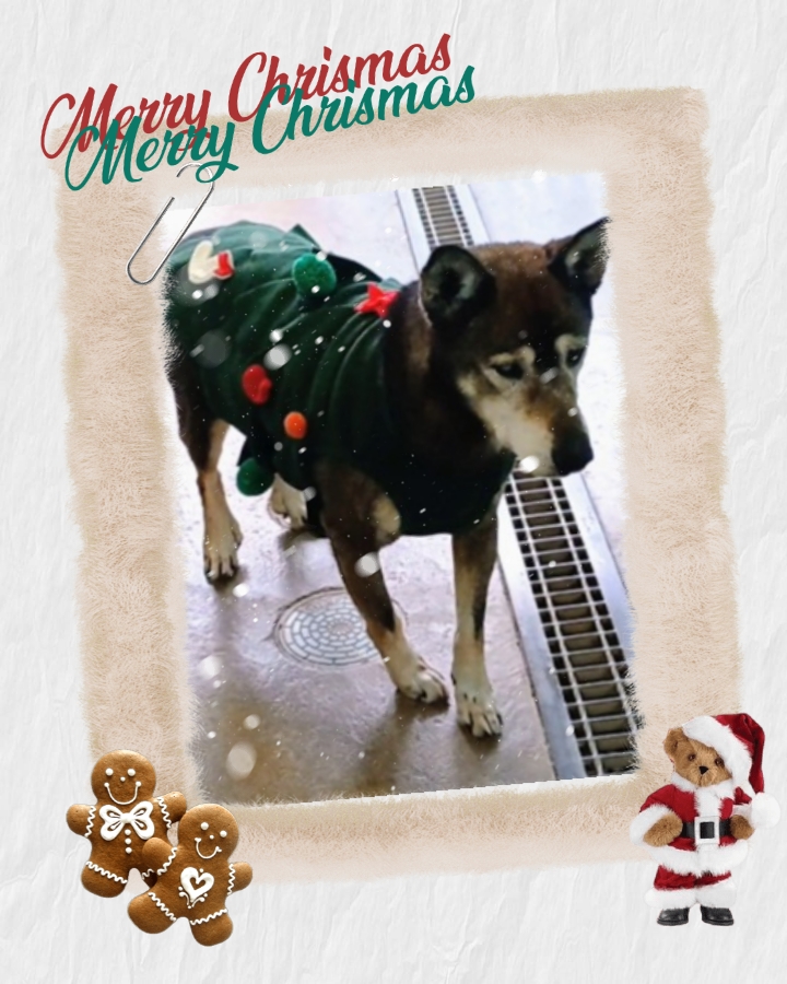 ワンだふるファミリーからの近況報告:2025年12日21日(日曜日) 15 d1100ced174ec7fc02a4066fe4644ef3