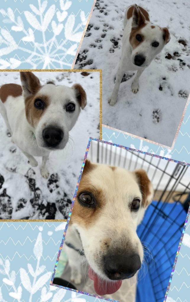 ワンだふるファミリーからの近況報告:2025年12日21日(日曜日) 16 210da2cf24892a8575697fed6df1077f