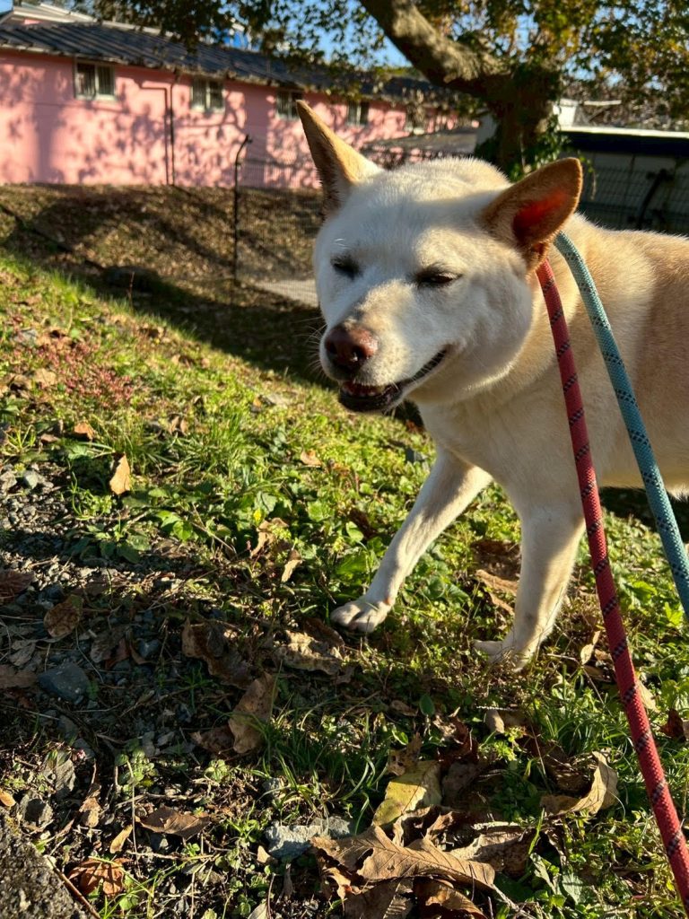 ワンだふるファミリーからの近況報告:2025年12日21日(日曜日) 17 11e0d49cb66611434b40912fe283be90