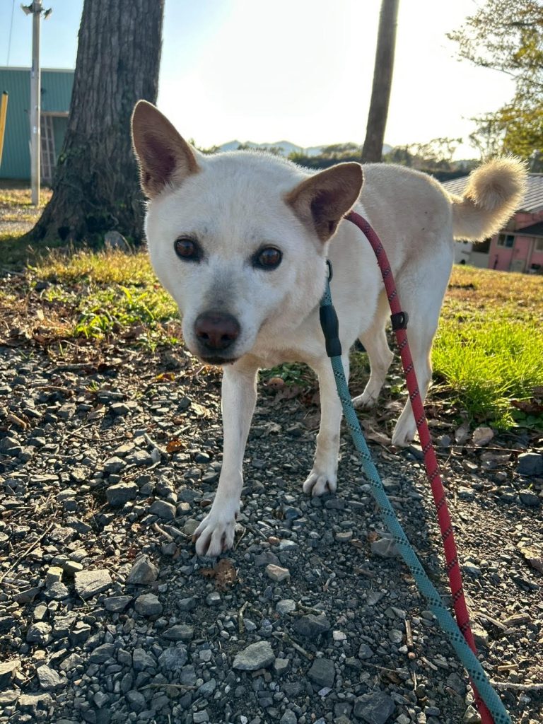 ワンだふるファミリーからの近況報告:2025年12日21日(日曜日) 18 5a27a1f40c580a0956536a9fdb85236a