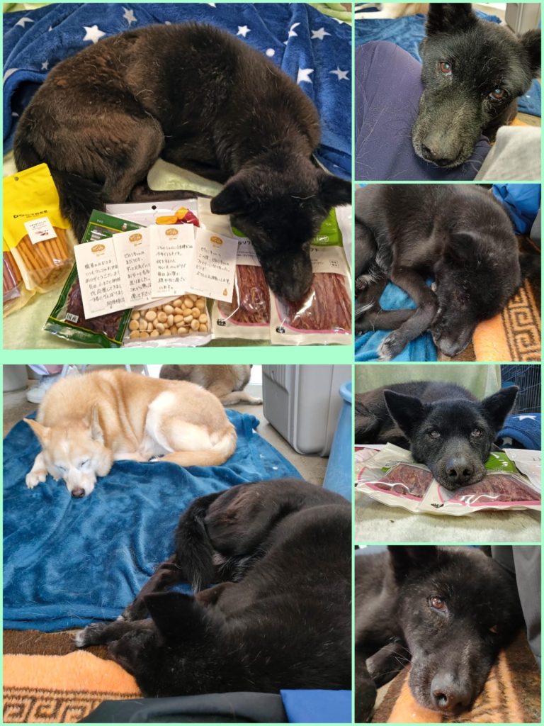 ワンだふるファミリーからの近況報告:2025年12日21日(日曜日) 19 589fffa3b6f7b8b4068f983c76b6e4bb