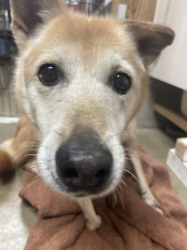 ワンだふるファミリーからの近況報告:2025年12日21日(日曜日) 20 68493c20833e2cf9fee7c648368e51de