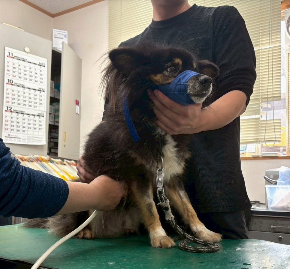 ワンだふるファミリーからの近況報告:2025年12日21日(日曜日) 21 b56f18d4f3514966abddfa185f22f882