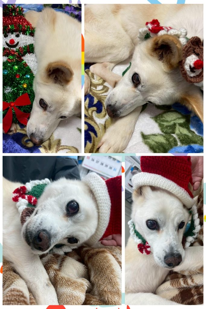 ワンだふるファミリーからの近況報告:2025年12日21日(日曜日) 22 f830151364795ad6a24d1fb15b06f074