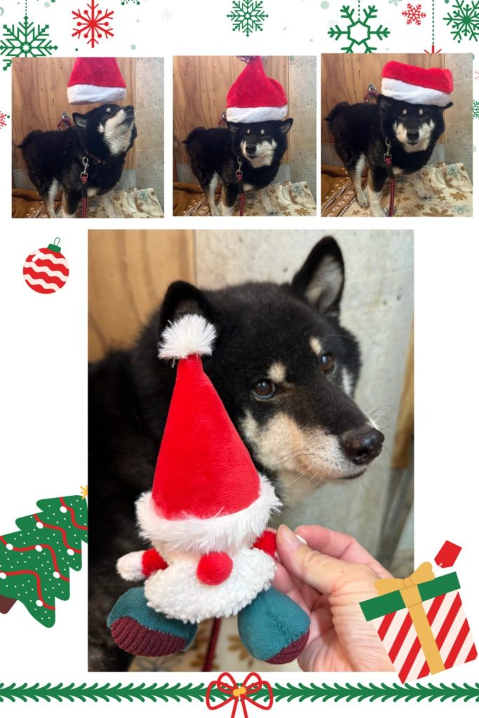 ワンだふるファミリーからの近況報告:2025年12日21日(日曜日) 23 5cb344b06e6a49f802ce42c40e7697ce