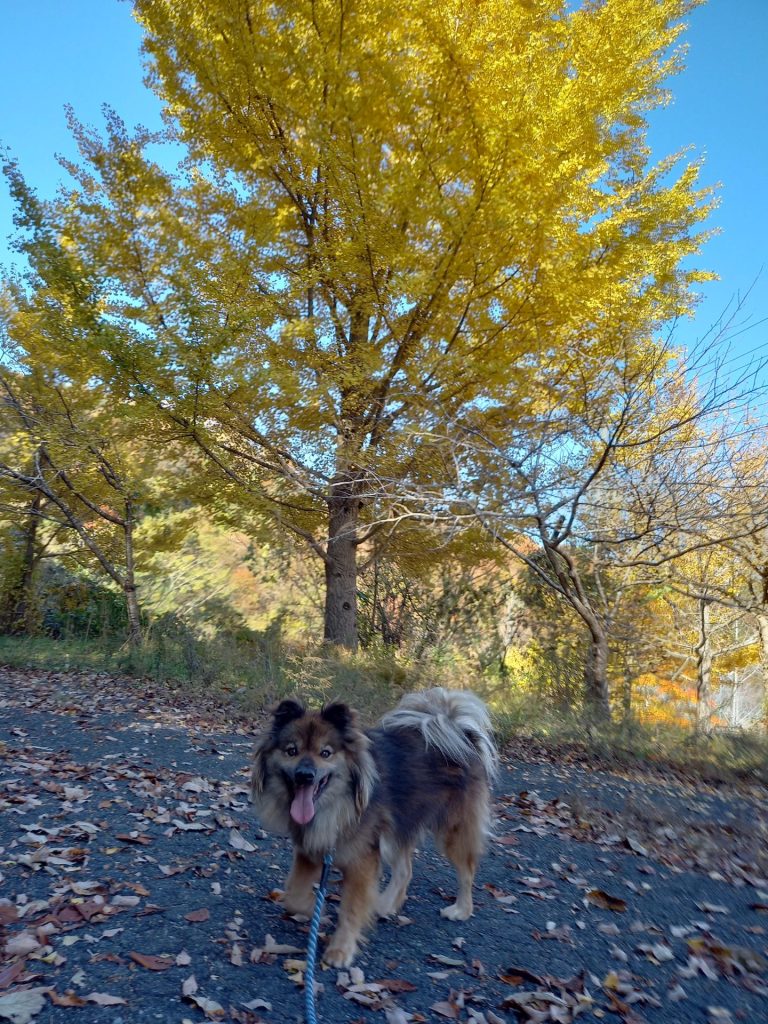 ワンだふるファミリーからの近況報告:2025年12日21日(日曜日) 25 d8cb061c0724c5393fc802e85f8ab252