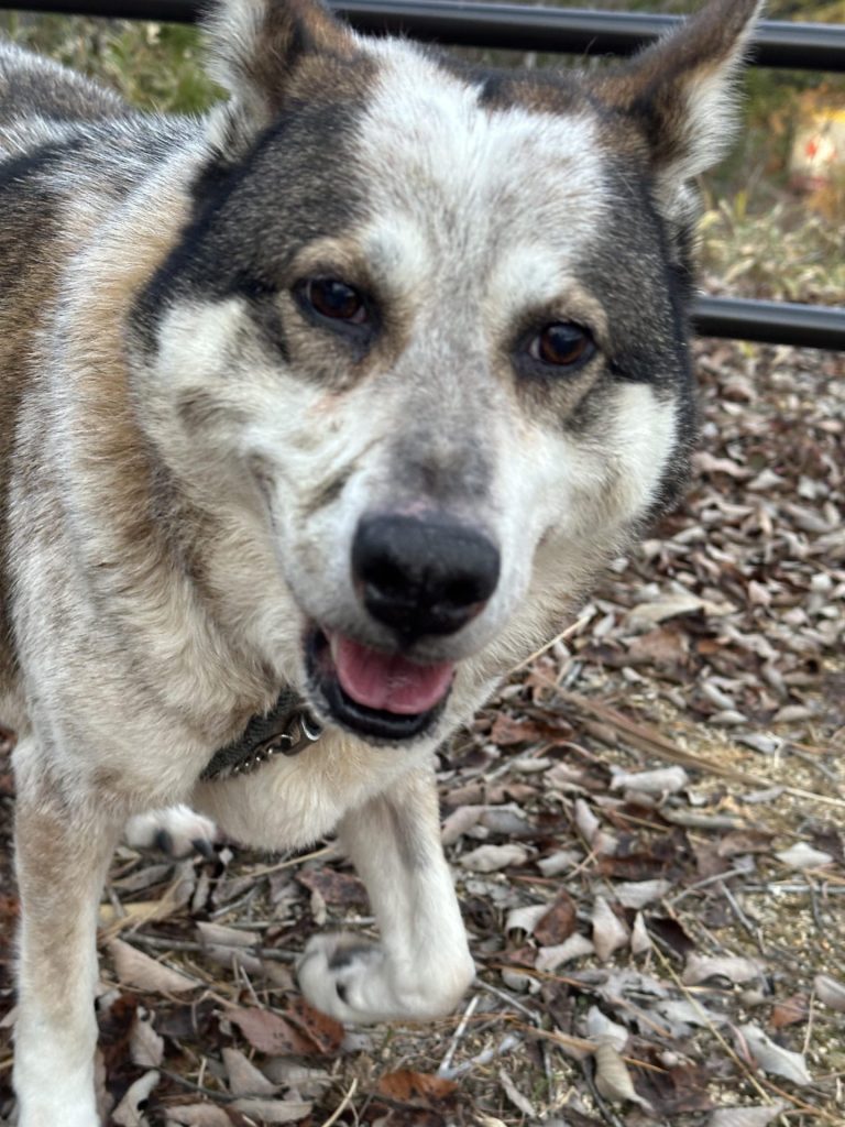 ワンだふるファミリーからの近況報告:2025年12日21日(日曜日) 26 0e24e3e5abd8c12ff208067a109bd138