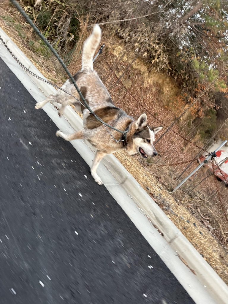 ワンだふるファミリーからの近況報告:2025年12日21日(日曜日) 27 a9eb4681cd05f4f1d7e31efe45e9c47e