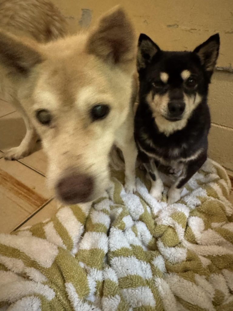 ワンだふるファミリーからの近況報告:2025年12日21日(日曜日) 28 890c56827e3dbfcfe0559cfed07e2db8