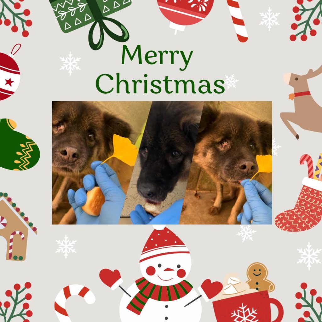 ワンだふるファミリーからの近況報告:2025年12日21日(日曜日) 29 91f55d42d900fa8d12f0974ed3050af1