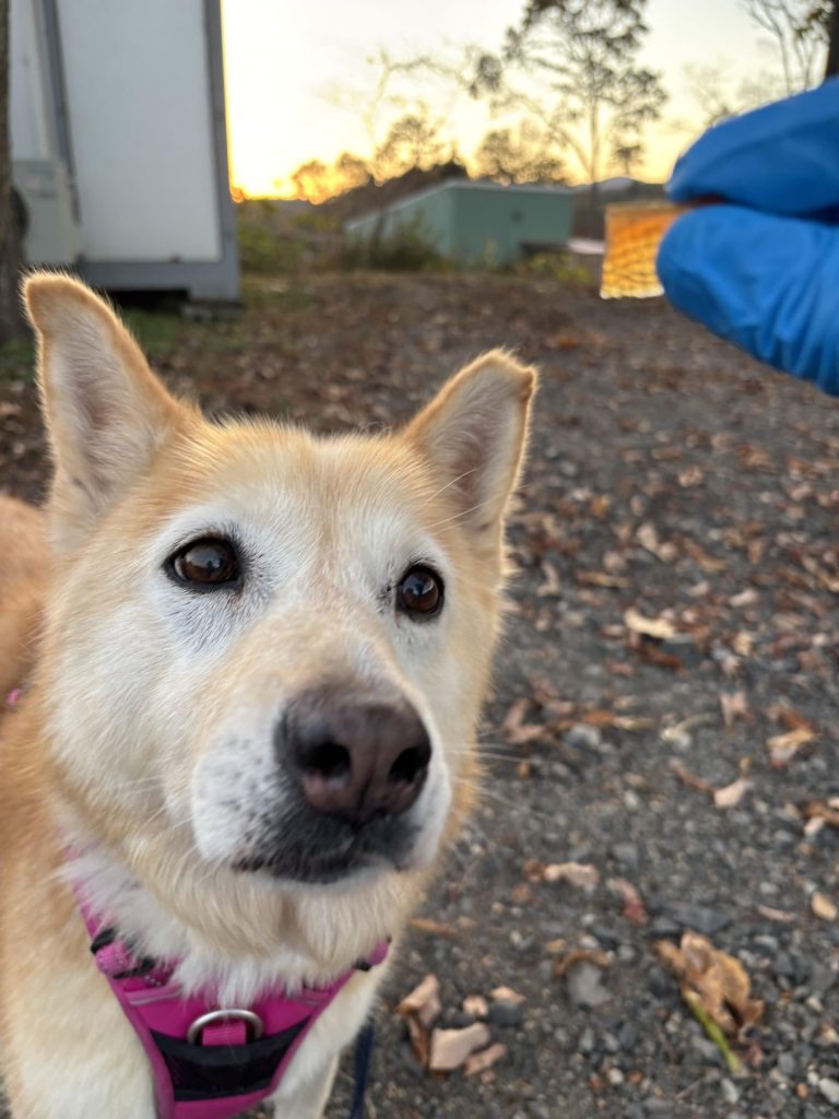 ワンだふるファミリーからの近況報告:2025年12日21日(日曜日) 31 eb7da564b15c8ab8d1081f5d8018f950