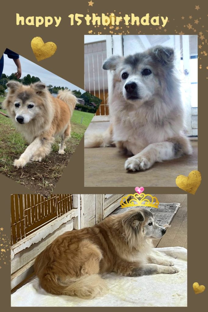 ワンだふるファミリーからの近況報告:2025年12日21日(日曜日) 32 fdfec16700884863e6e064aa5e3fa10c