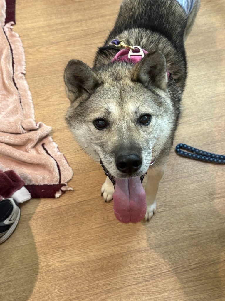 ワンだふるファミリーからの近況報告:2025年12日21日(日曜日) 33 7b207ed332b08b744584bf7a1d78a50e