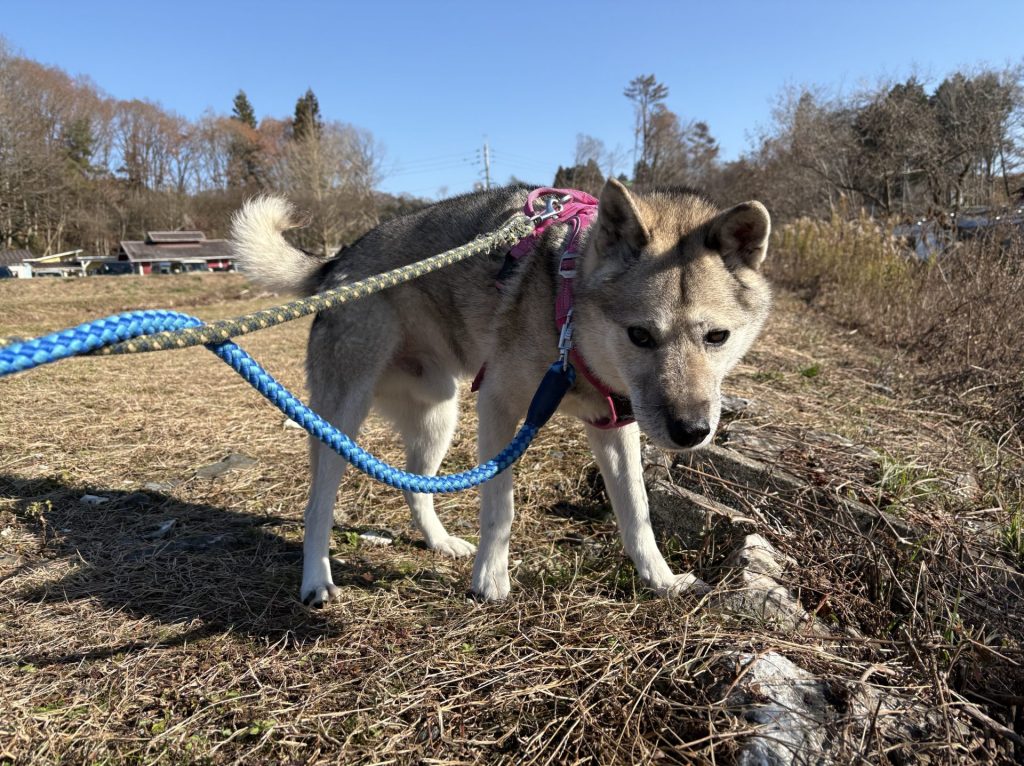 ワンだふるファミリーからの近況報告:2025年12日21日(日曜日) 34 fa9904e395ec5d1acd2c99c81fbc25a1