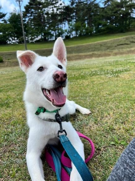 ワンだふるファミリーからの近況報告:2025年12日21日(日曜日) 36 image 19