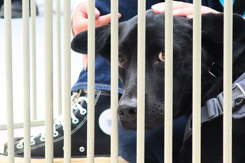 【第65回全国矯正展レポート】全国初の刑務所「保護犬育成プログラム」で活躍した保護犬“パクス”が出演 2 5 1 5