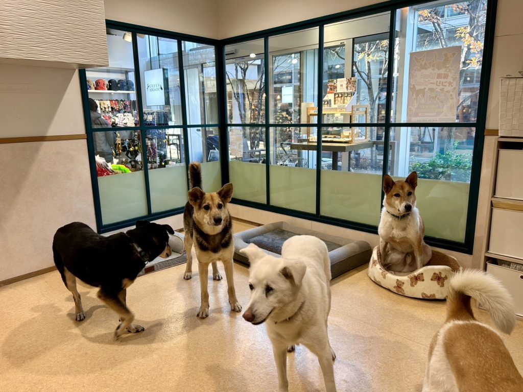 ピースワンコ・ジャパン 湘南譲渡センター、2026年3月22日クローズのお知らせ 1 9cdaf4024284ec5ace95747a607a59cf