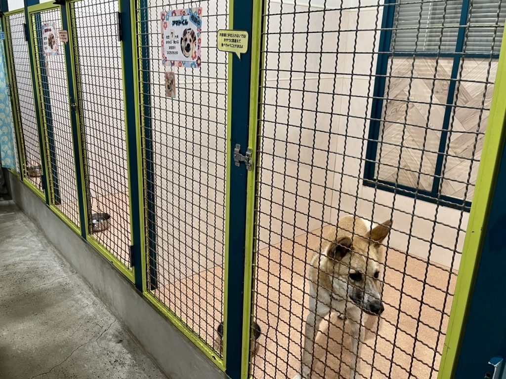 ピースワンコ・ジャパン 湘南譲渡センター、2026年3月22日クローズのお知らせ 4 ca9b8b7bf3c2cf25a045aeff320dd020