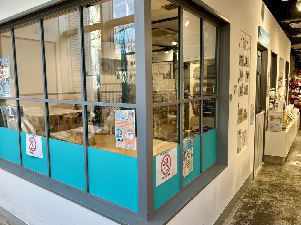 ピースワンコ・ジャパン 湘南譲渡センター、2026年3月22日クローズのお知らせ 3 ed561088f85847139e9a7ff54e7e594f