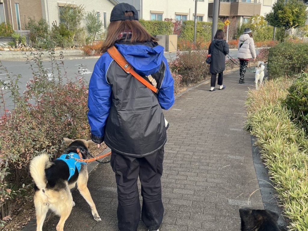 ピースワンコ・ジャパン 湘南譲渡センター、2026年3月22日クローズのお知らせ 6 fe2c27ab752148e2684c6efa05b5c460