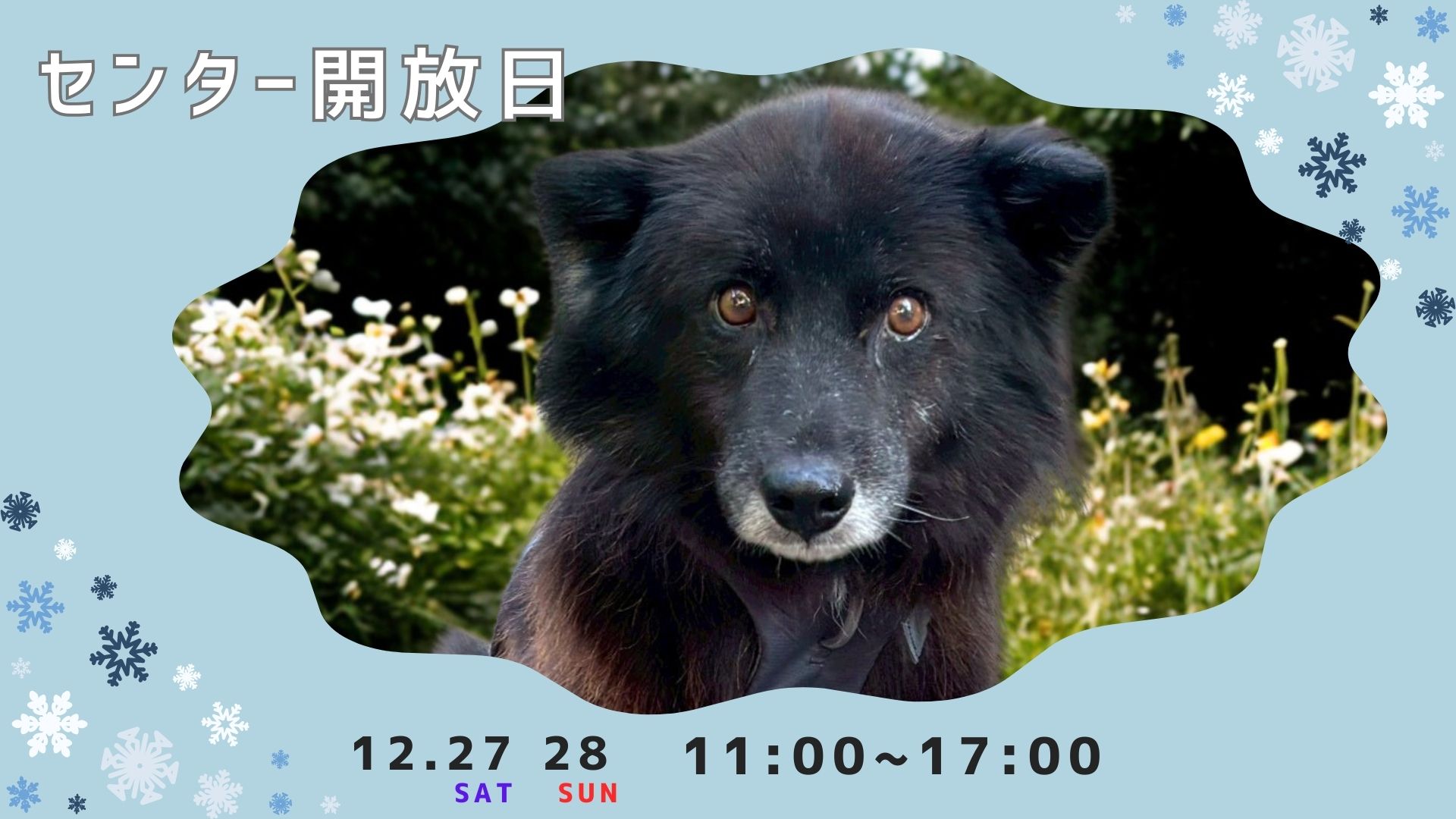 ピースワンコのイベント】12/27(土)、28(日)センター開放日「保護犬に