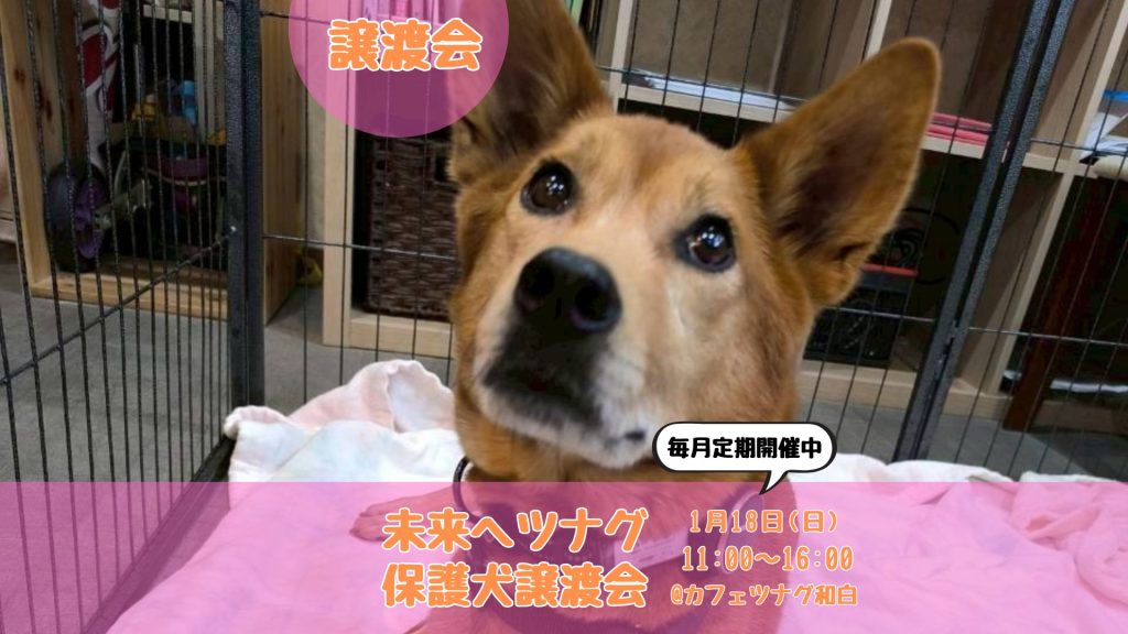 【ピースワンコの譲渡会】1/18(日)未来へツナグ保護犬譲渡会開催《毎月定期開催中》(福岡/東区) 2 0e311dd1d55f8e428778640eb5413973