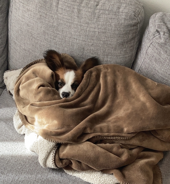 8f039e523bf4866587f868f4f7a721bd