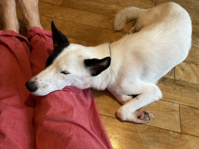 aded7c4ae9d5b75a651ad0ed23bb5425