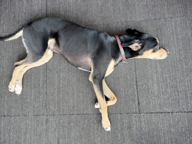 119ba746fee2a0a0558036ad67223294