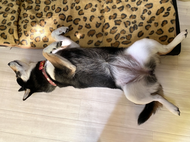 b44b45ff2ff074c9f273ad344bde0294