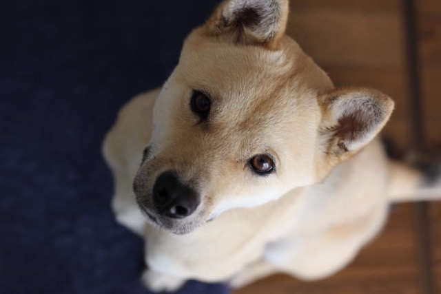 b3fd3845c2e3b14256326db845de6174