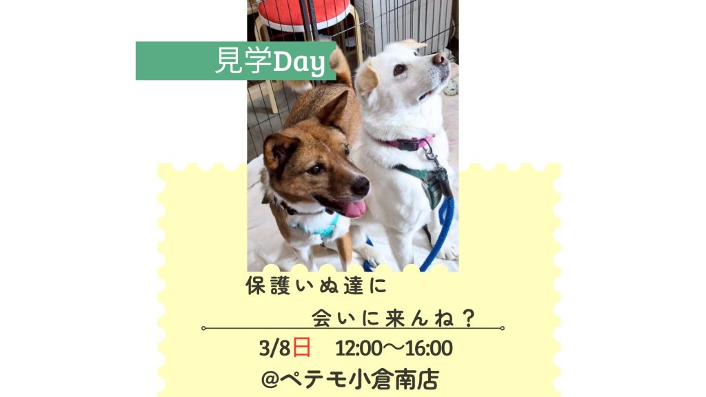 譲渡会・イベントのご案内 9 f13611a0efd5b0279a88da6820feff63