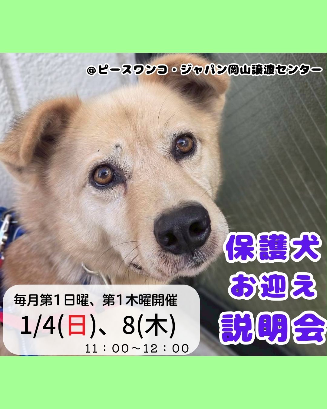 いぬ@まとめ割大歓迎ページ ピースワンコのイベント】1/8(木)「保護犬お迎え説明会」（岡山譲渡