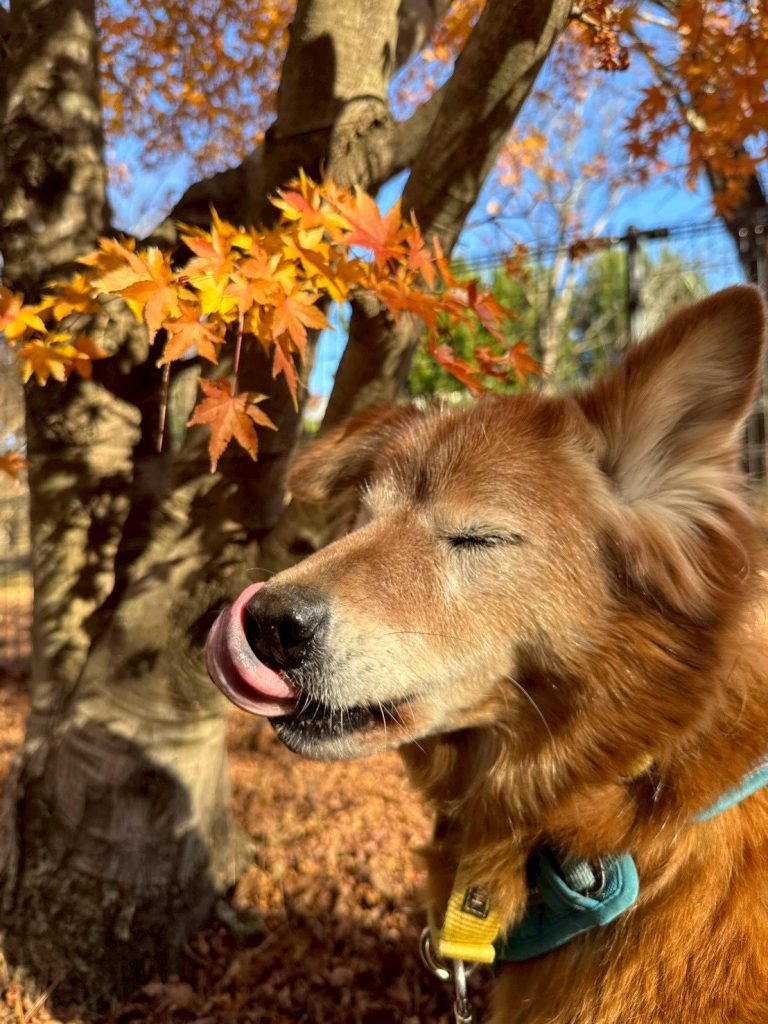 ed515d72354f48c82636ea2b19f7c45c