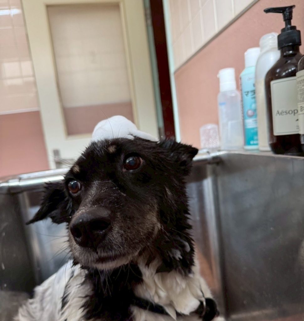 40ebc35bbc78c3ccec65ece29413b04b