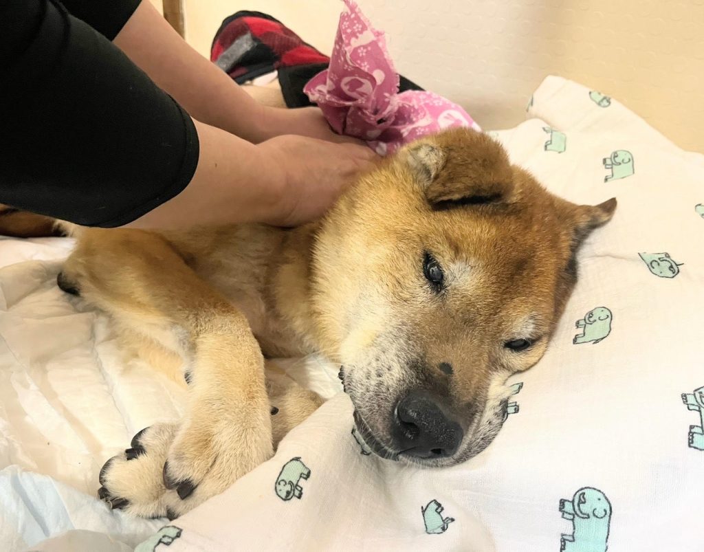 4c2034e548af261e721867cf15c4373b