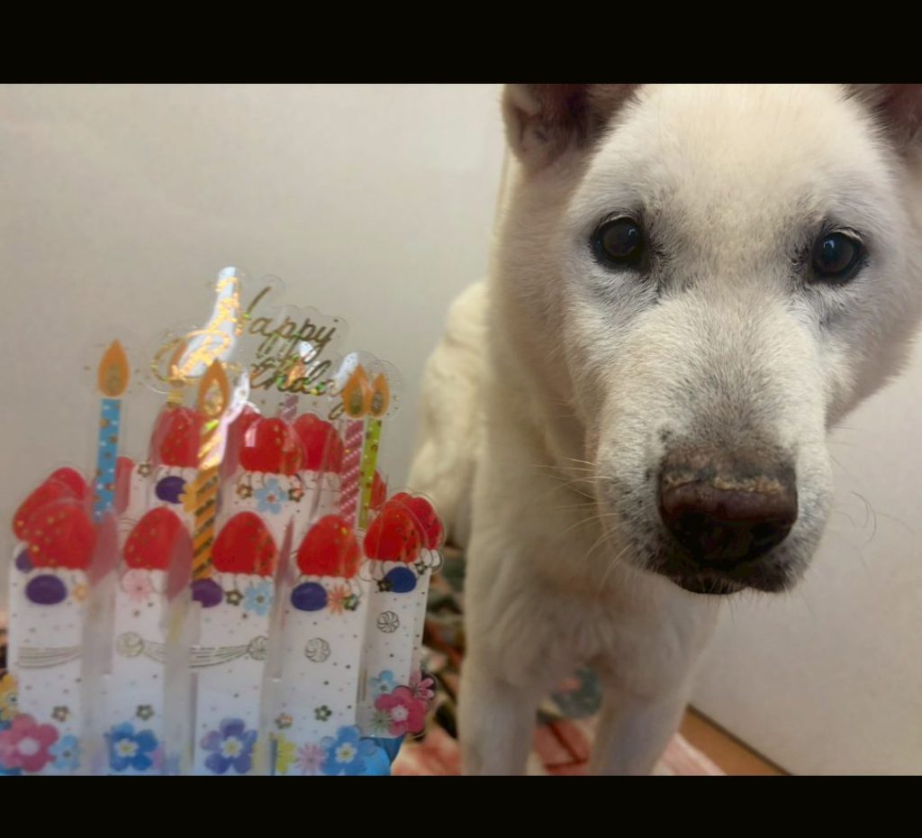 9932820a20d48d73b8528e74e4465ea6