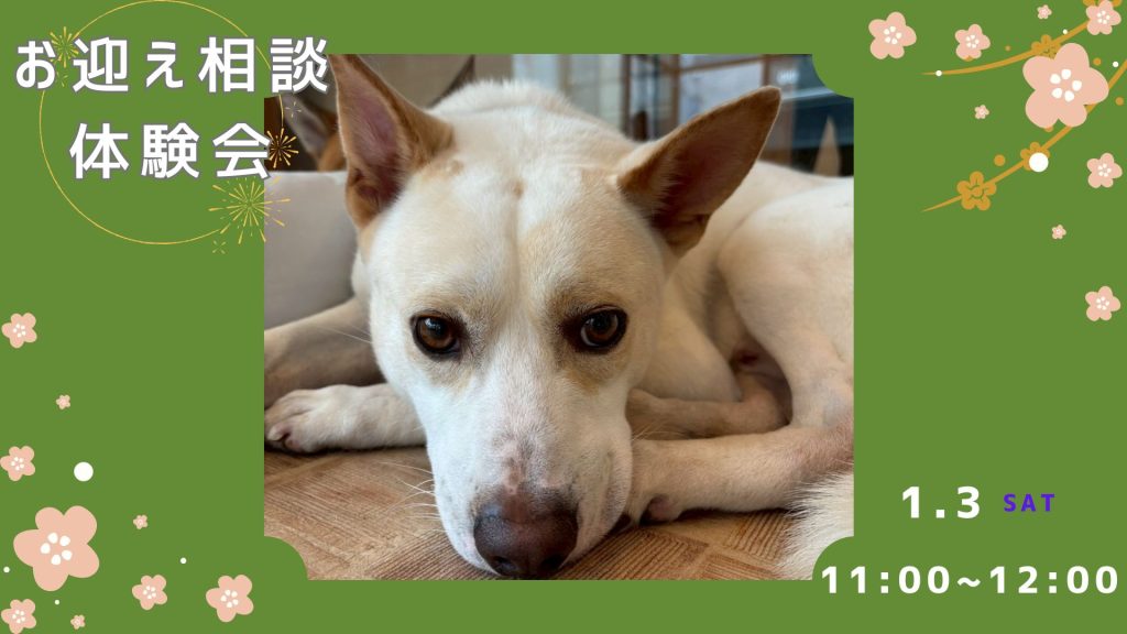 【ピースワンコのイベント】1/3(土)保護犬お迎え相談&体験会開催(世田谷譲渡センター) 10 9bb18e6215e9e3c3fb362a699091fdc7