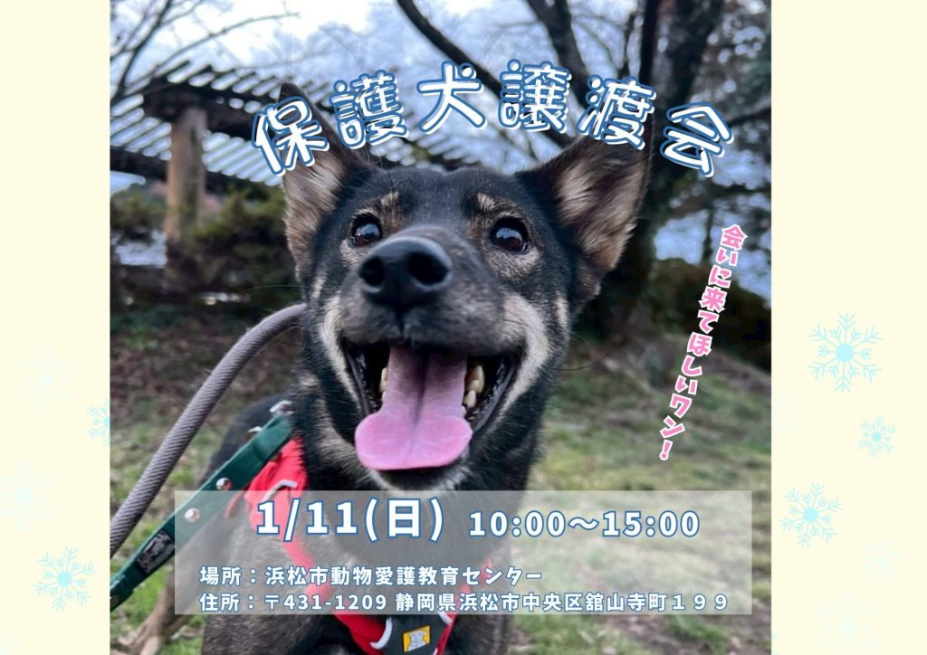 【ピースワンコの譲渡会】1/11(日)「保護犬譲渡会」を開催(静岡/浜松市) 5 e358db6889ddf9abe649490b7e4f3539