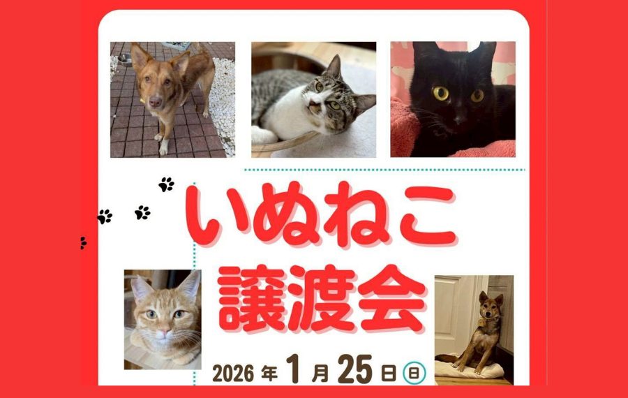 【ピースワンコの譲渡会】1/25(日)「いぬねこ譲渡会」に参加(広島/呉市) 3 13