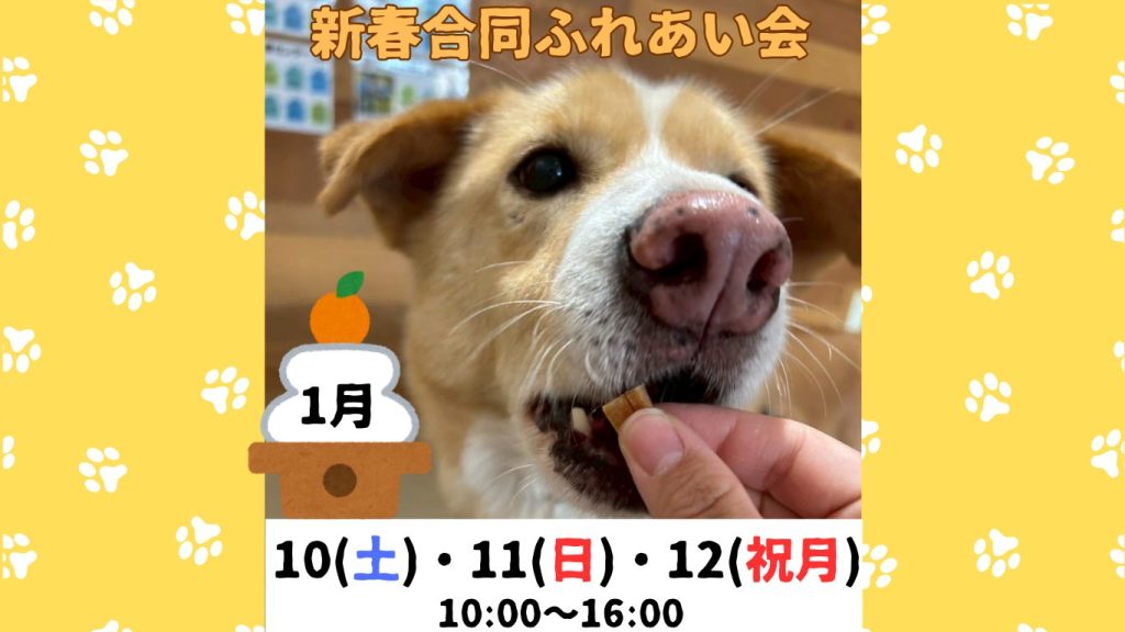 9ab07b93cb58344fd0ca1a2da57eb5fb