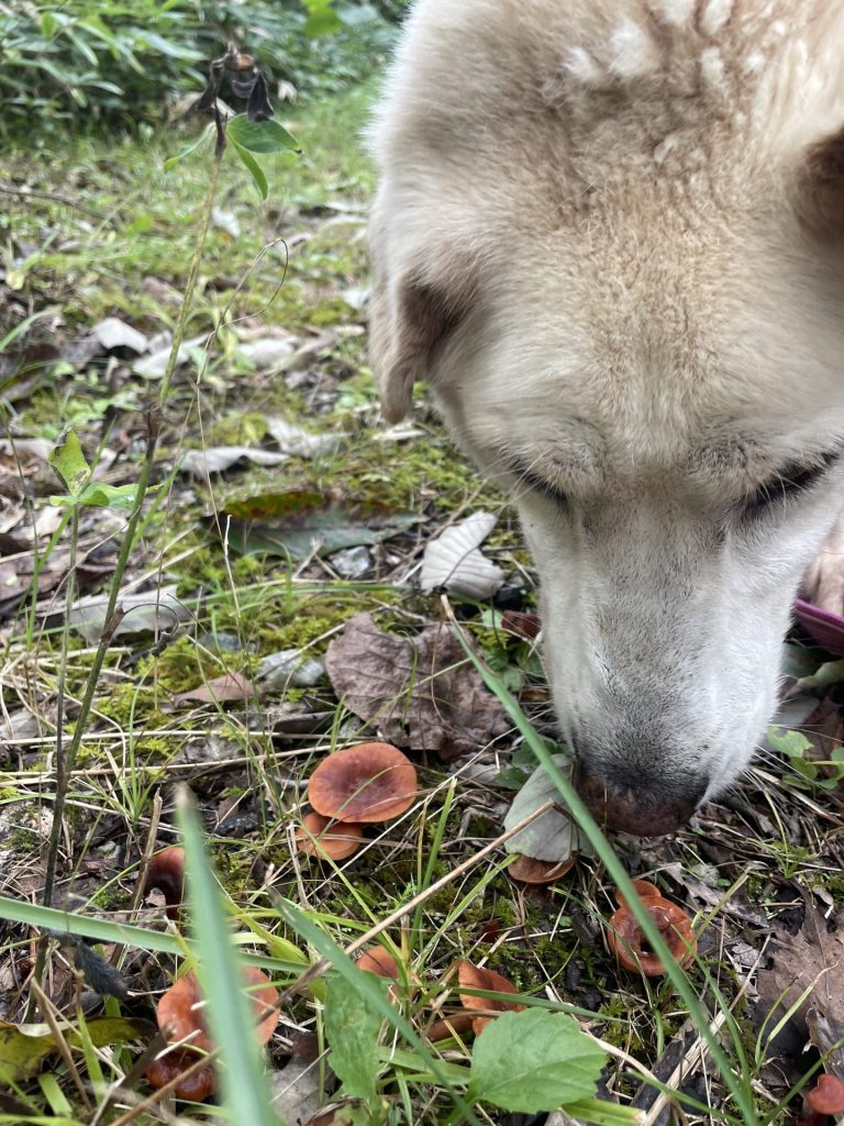 056291b23d8af40c6b00be34c322dfa2