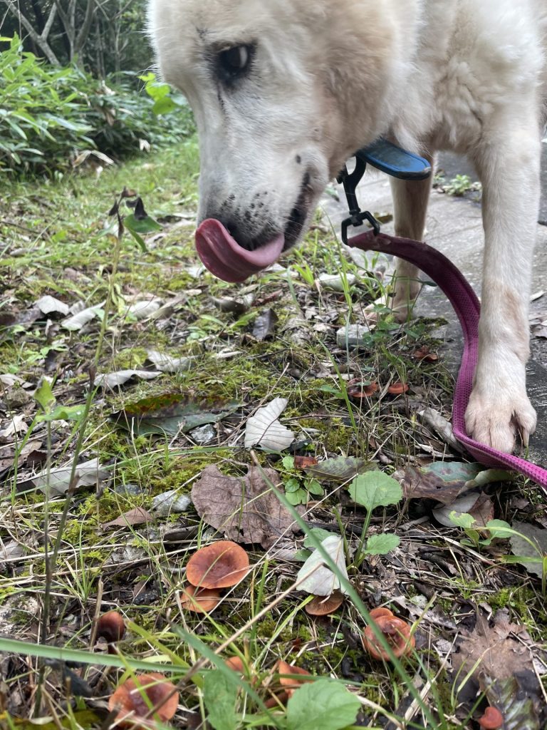 81989a5c97005d06773a0e19b087e58f