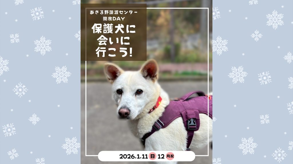 【ピースワンコのイベント】1/11(日)、12(月祝)「保護犬に会いに行こう!」開催(あきる野譲渡センター) 8 IMG 2503