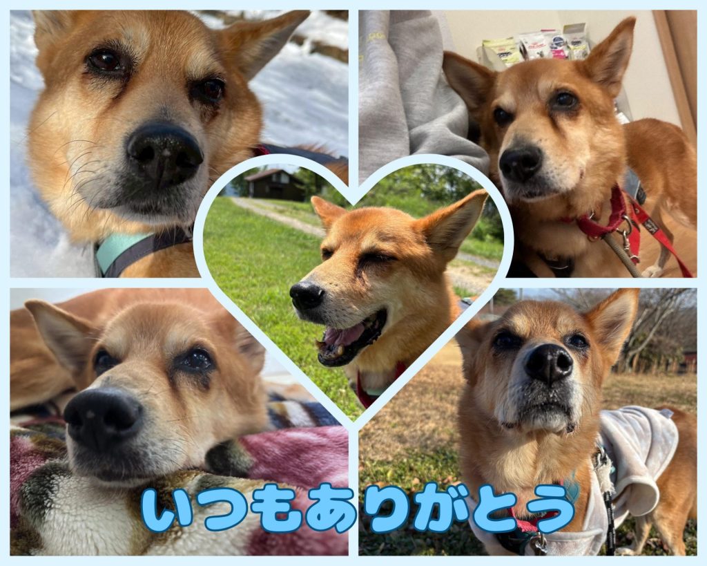 a9817aa543242a19514a2db29a6dc1c5