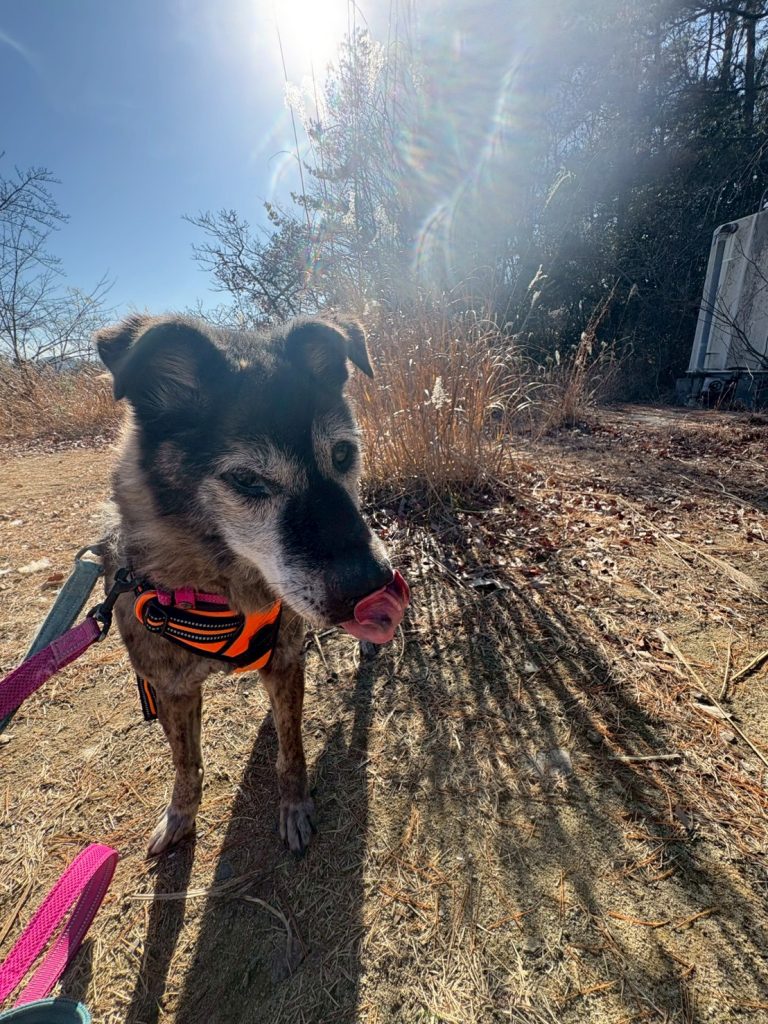 697dde0da227dce5037bdd02e0d663cf